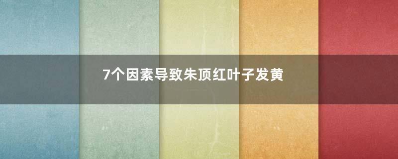 7个因素导致朱顶红叶子发黄