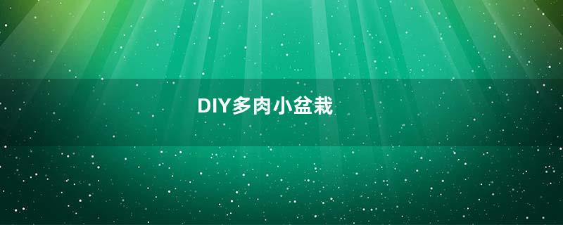 DIY多肉小盆栽