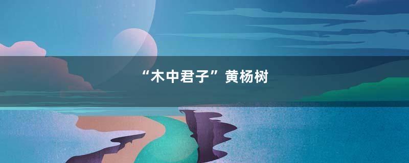 “木中君子”黄杨树