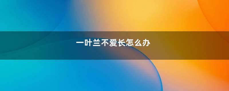 一叶兰不爱长怎么办