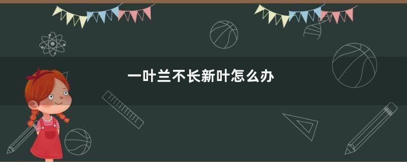 一叶兰不长新叶怎么办