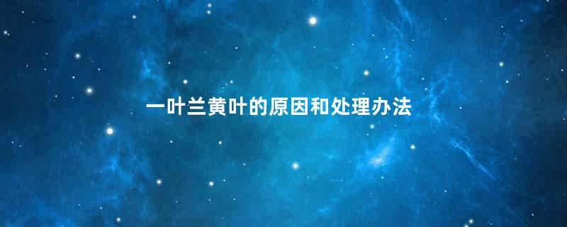 一叶兰黄叶的原因和处理办法