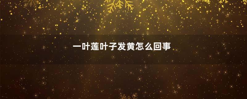 一叶莲叶子发黄怎么回事