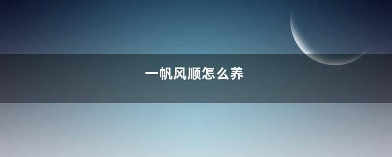 一帆风顺怎么养
