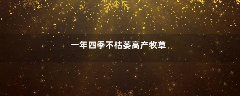 一年四季不枯萎高产牧草