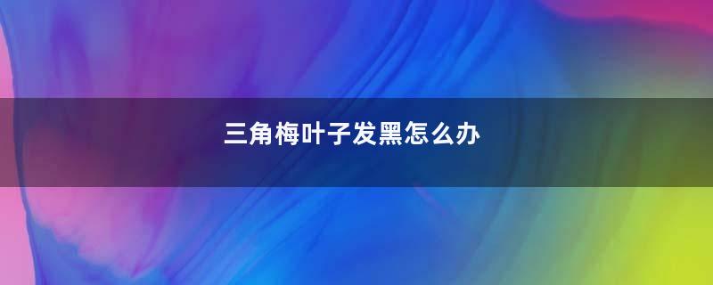 三角梅叶子发黑怎么办