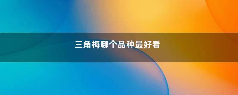 三角梅哪个品种最好看
