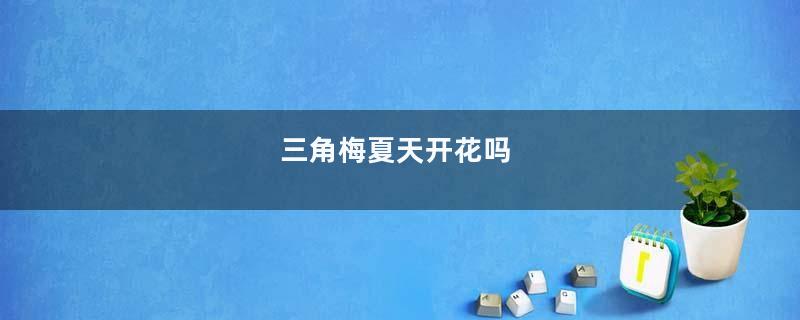 三角梅夏天开花吗