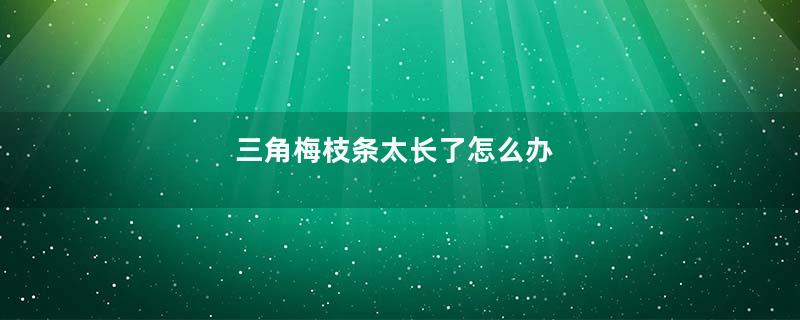三角梅枝条太长了怎么办
