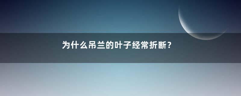 为什么吊兰的叶子经常折断？