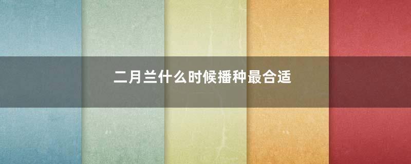 二月兰什么时候播种最合适