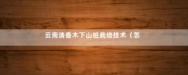 云南清香木下山桩栽培技术（怎么栽成活率高）