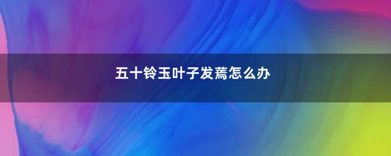 五十铃玉叶子发蔫怎么办