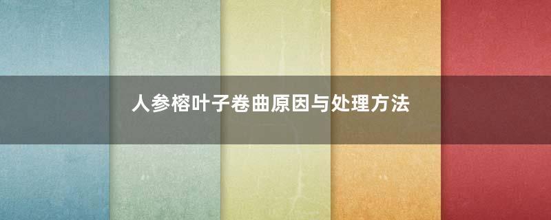 人参榕叶子卷曲原因与处理方法