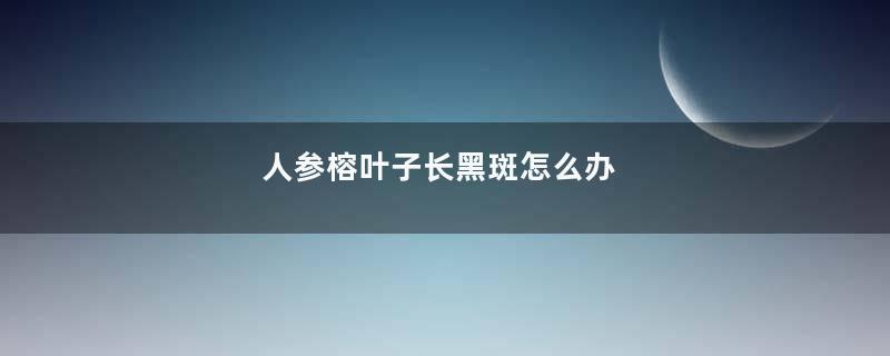 人参榕叶子长黑斑怎么办