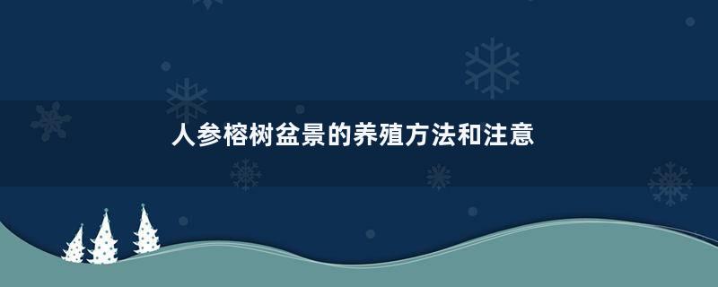 人参榕树盆景的养殖方法和注意事项