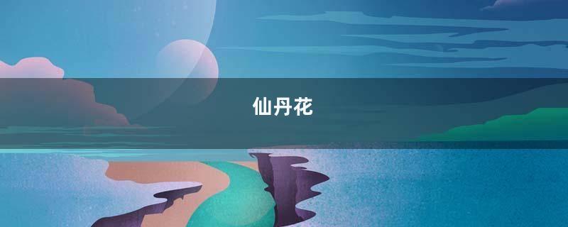 仙丹花