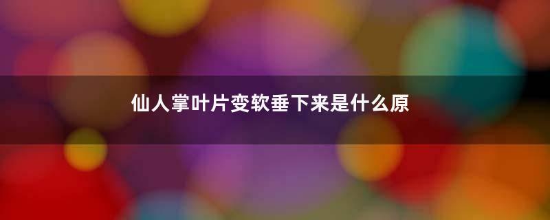 仙人掌叶片变软垂下来是什么原因？赶紧检查看看，再决定如何处理