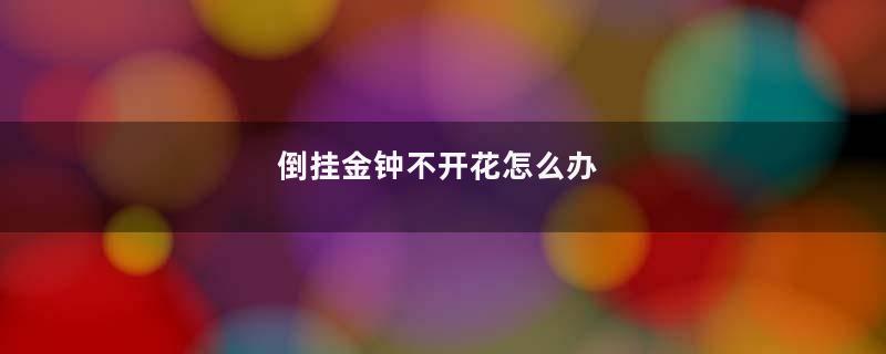 倒挂金钟不开花怎么办