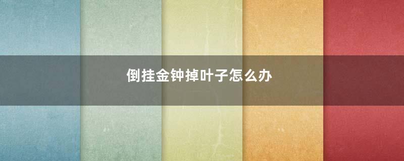 倒挂金钟掉叶子怎么办