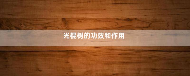 光棍树的功效和作用