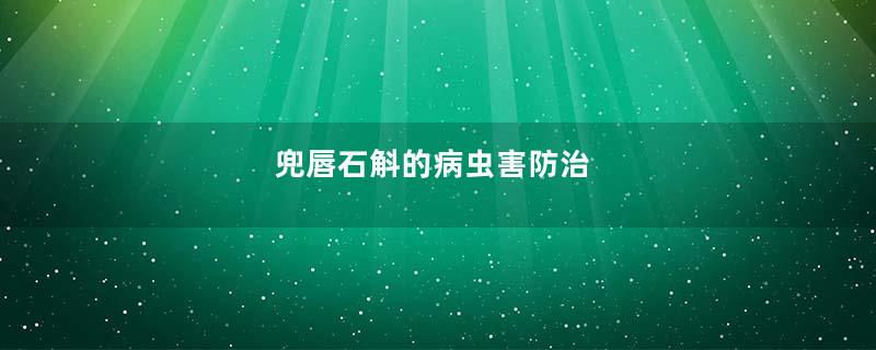 兜唇石斛的病虫害防治