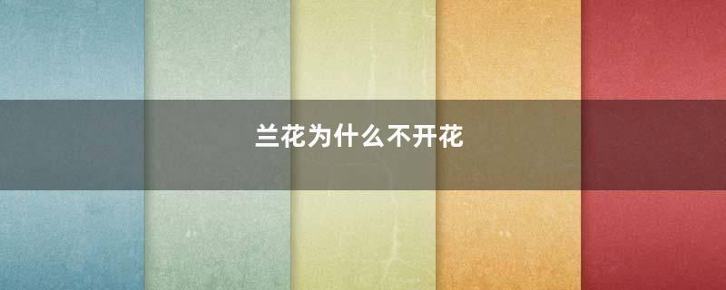 兰花为什么不开花