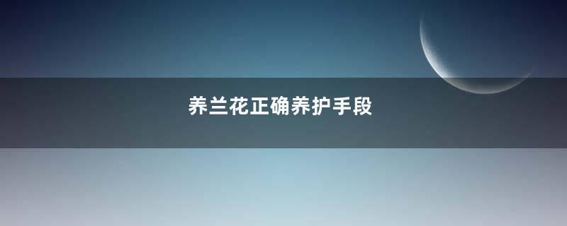 养兰花正确养护手段