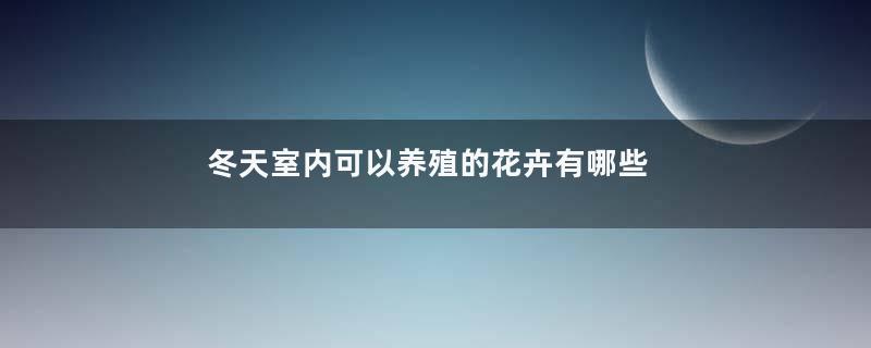 冬天室内可以养殖的花卉有哪些