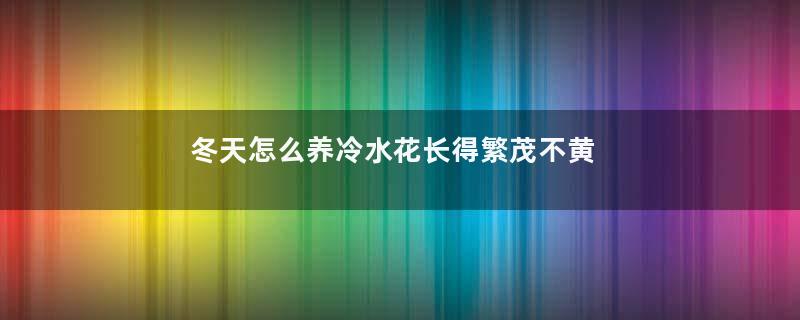 冬天怎么养冷水花长得繁茂不黄叶