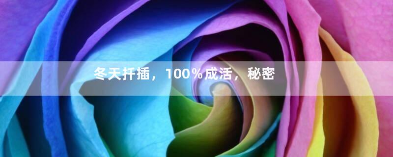 冬天扦插，100％成活，秘密武器就是…