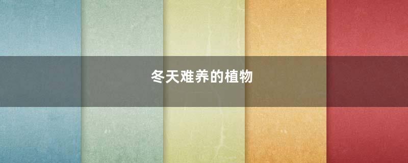 冬天难养的植物