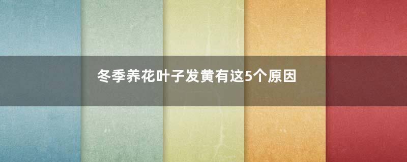 冬季养花叶子发黄有这5个原因！