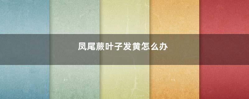 凤尾蕨叶子发黄怎么办