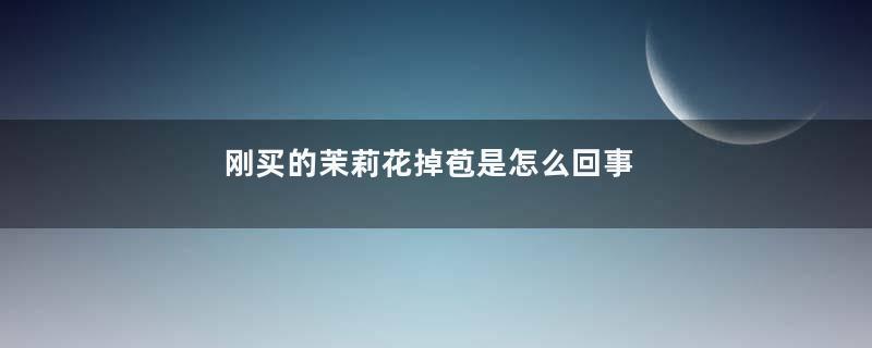 刚买的茉莉花掉苞是怎么回事