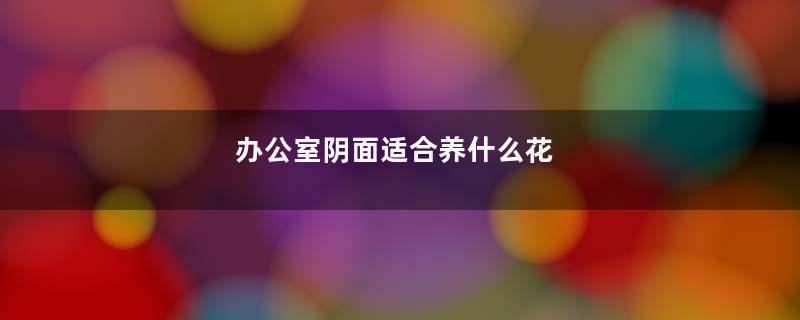 办公室阴面适合养什么花