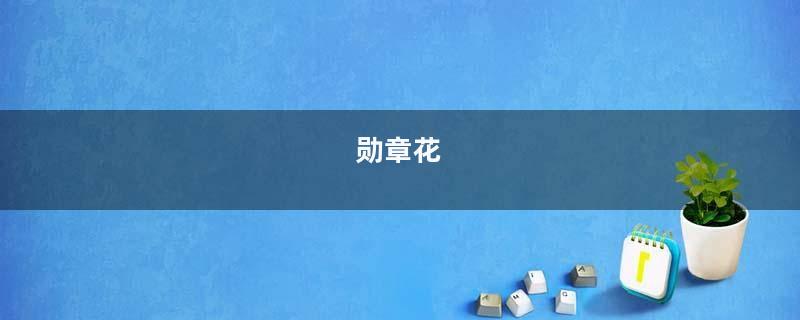 勋章花