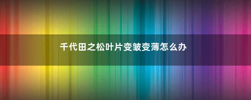 千代田之松叶片变皱变薄怎么办