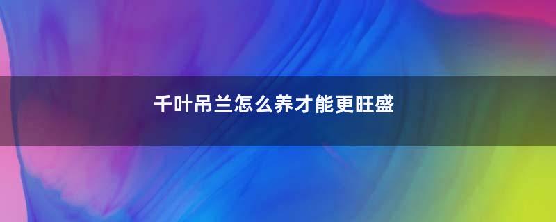 千叶吊兰怎么养才能更旺盛