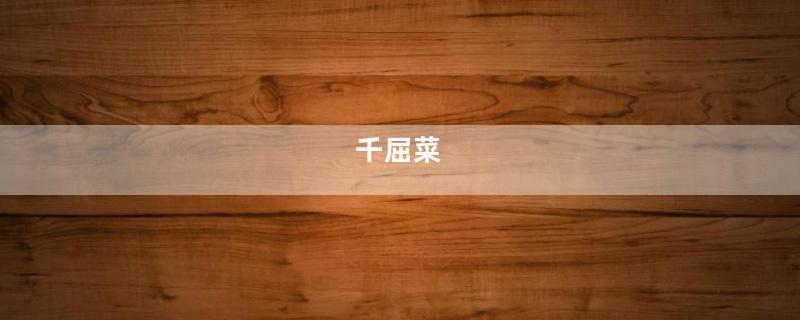 千屈菜
