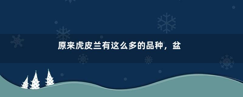 原来虎皮兰有这么多的品种，盆小水少就能养的好！