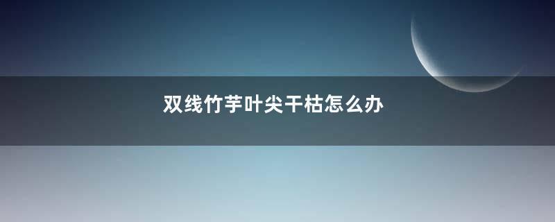 双线竹芋叶尖干枯怎么办