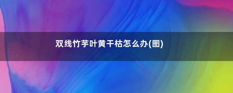 双线竹芋叶黄干枯怎么办(图)