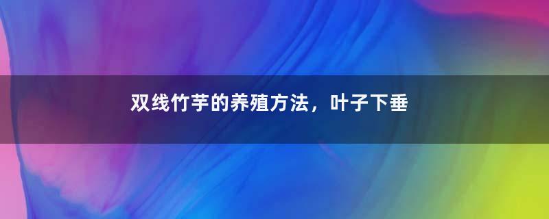 双线竹芋的养殖方法，叶子下垂怎么办