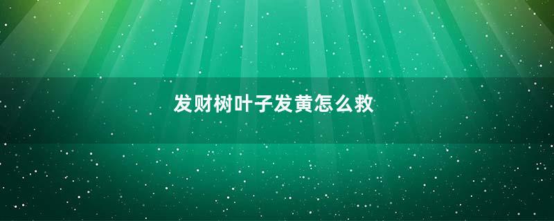 发财树叶子发黄怎么救