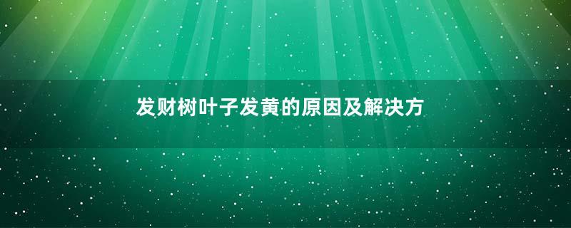 发财树叶子发黄的原因及解决方法