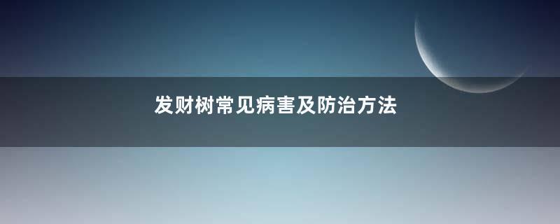 发财树常见病害及防治方法