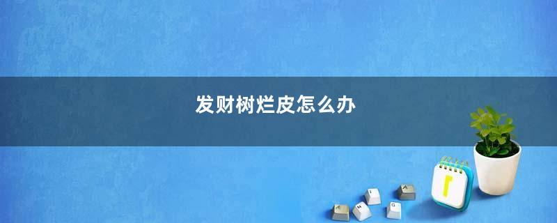 发财树烂皮怎么办