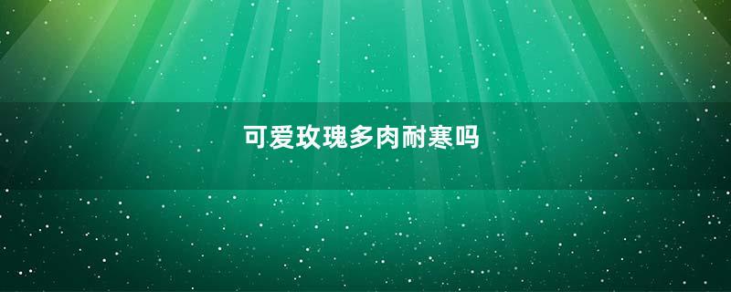 可爱玫瑰多肉耐寒吗