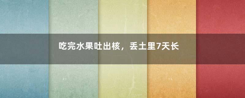 吃完水果吐出核，丢土里7天长成小森林，比绿萝还好看！